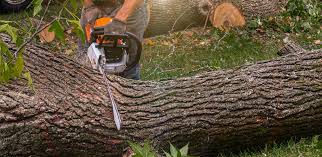 Best Lawn Pest Prevention  in Oceana, WV