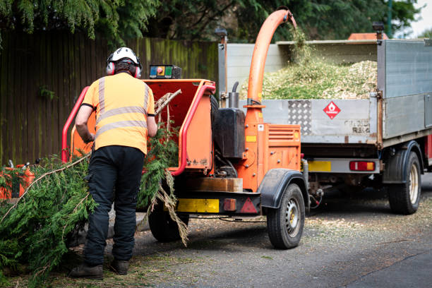 Best Palm Tree Trimming  in Oceana, WV
