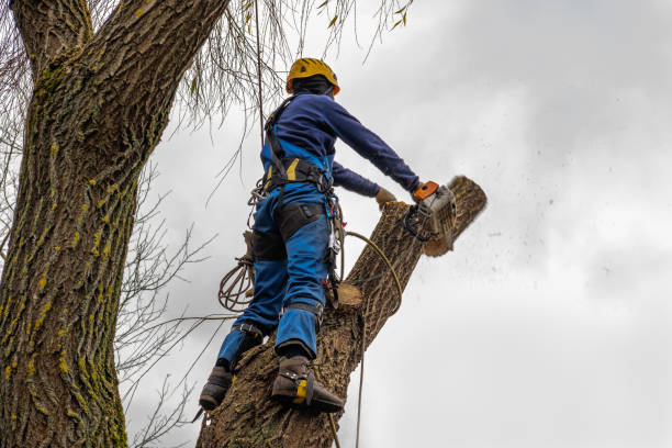 Professional Tree Services in Oceana, WV